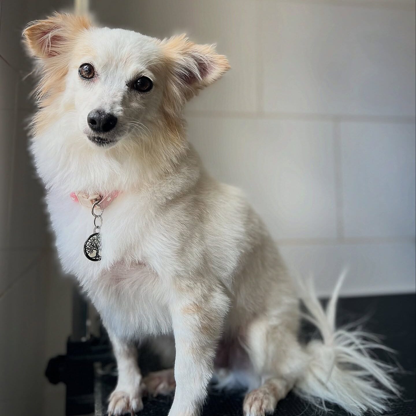 services-03 590418882 17865801114519849 5711142146480763306 n