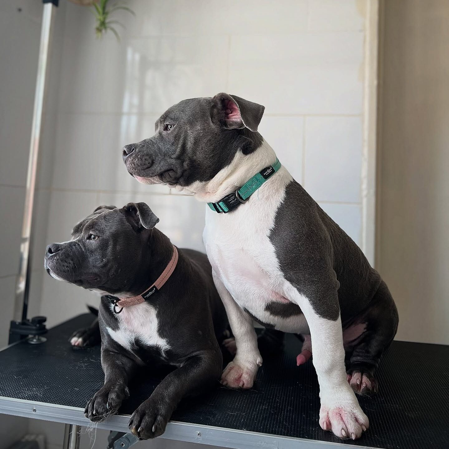 services-01 610168606 17867971668519849 3676200530671171892 n