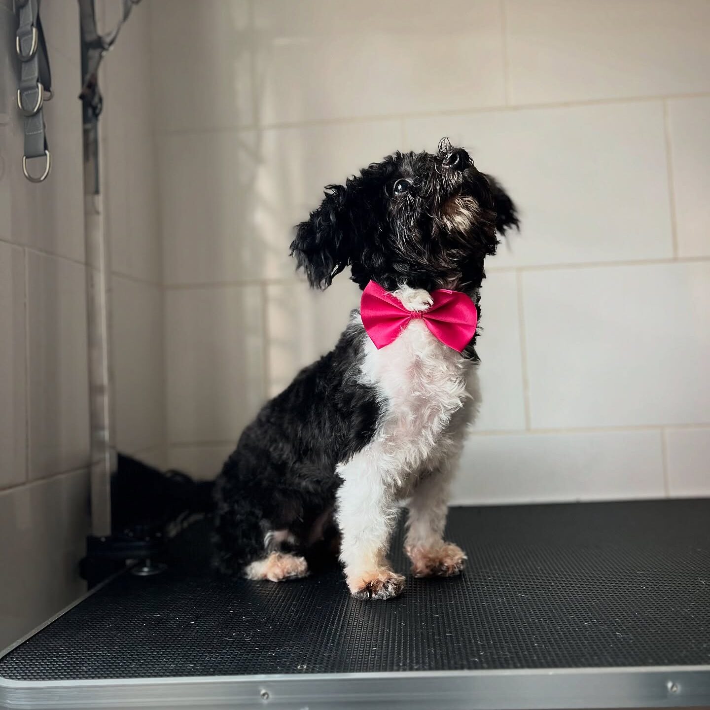 about-me-02 613560022 17869328379519849 5404693001248782949 n